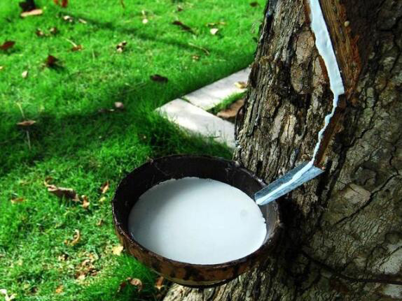 （圖：天然乳膠展示圖）