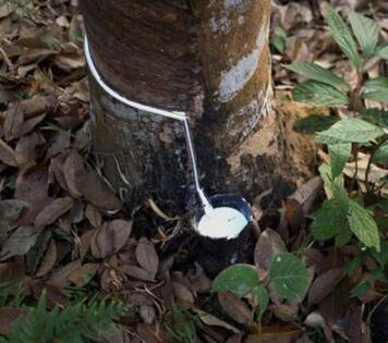 天然乳膠增稠劑