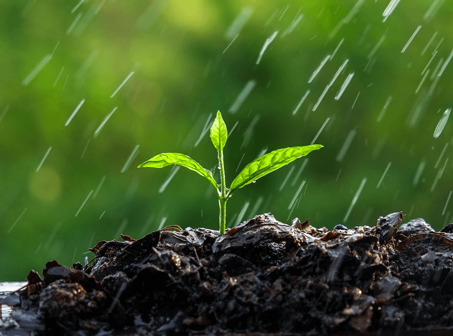 (圖:肥料應(yīng)用展示圖)